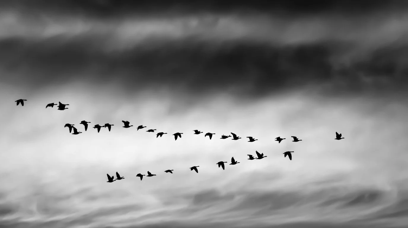 Black-and-white photo of a long line of geese flying in formation under a streaked grey sky.